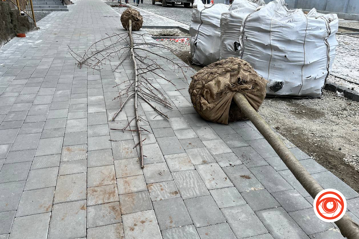 На вулиці Левка Лук’яненка висаджують дерева
