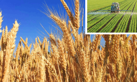 На Прикарпатті завершили збирати ранні зернові та зернобобових культури: який результат?