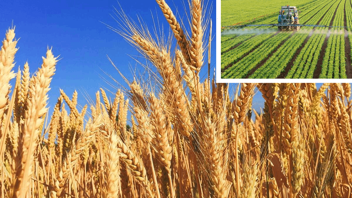 На Прикарпатті завершили збирати ранні зернові та зернобобових культури: який результат?