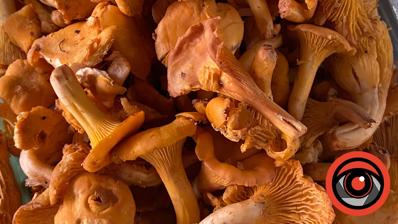 Сезон грибів на франківському ринку: які продають і скільки коштують