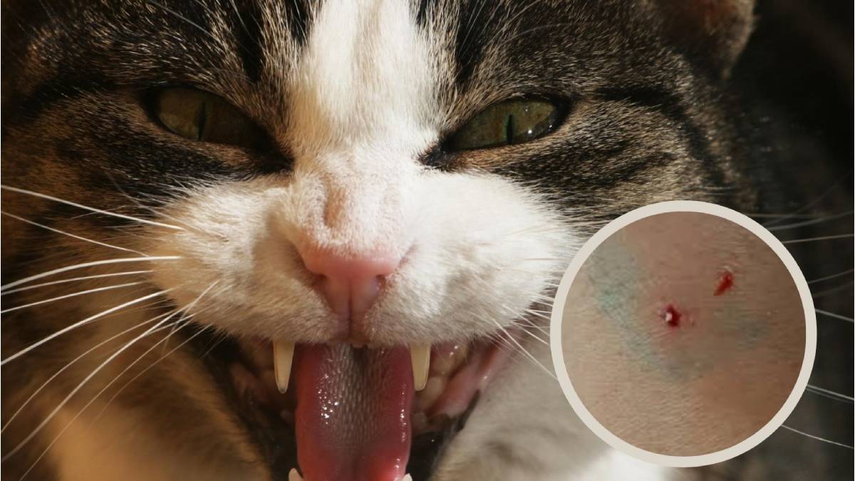 На Прикарпатті інфікований сказом кіт покусав трьох людей