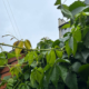 В Івано-Франківську різко похолодає: погода в місті 15 жовтня