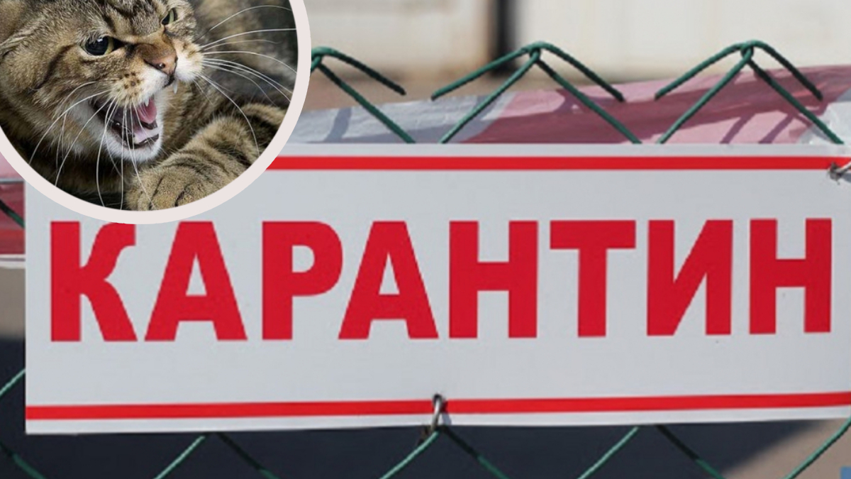В селі на Калущині оголошено карантин через укус хворого на сказ кота