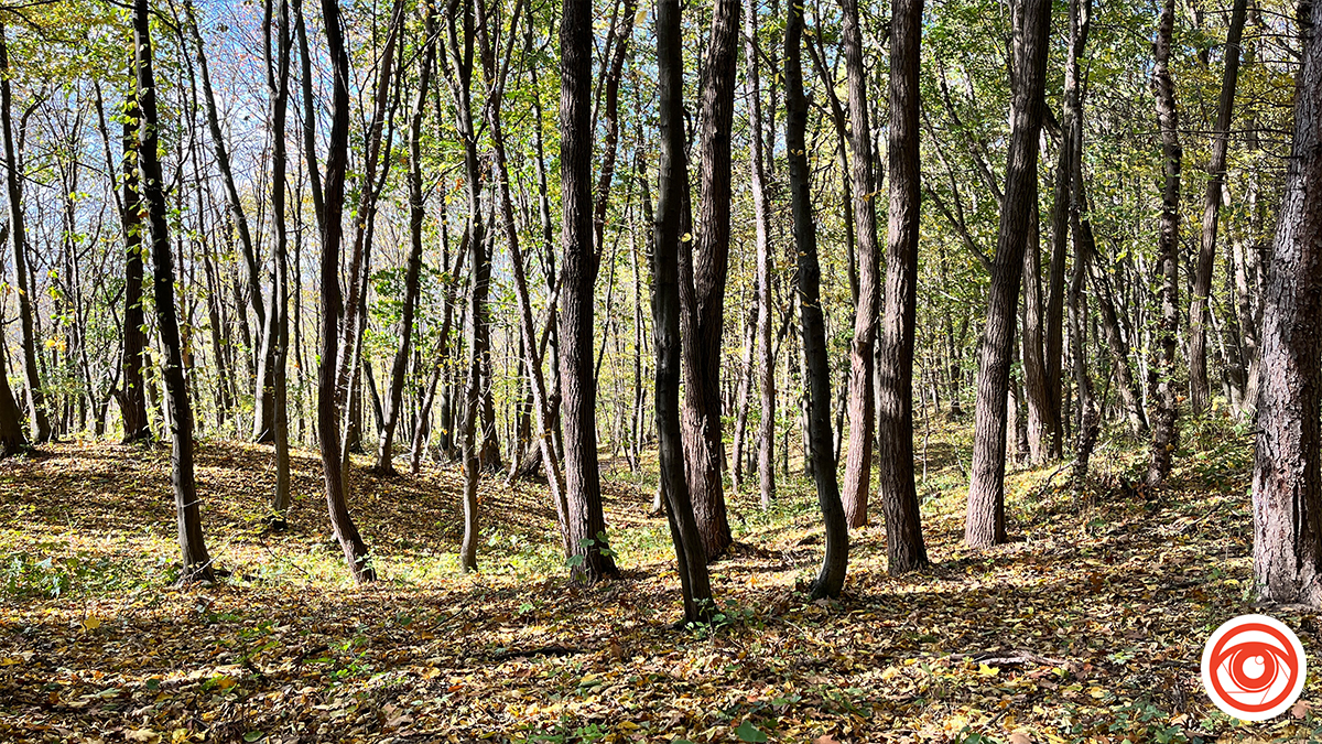 Обласна рада до кінця року передасть 700 га лісу на баланс Франківській громаді