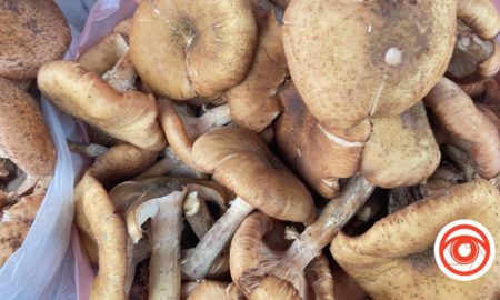 Страви з опеньками улюблені багатьма. Ці гриби можна знайти в лісі протягом всієї осені, а деякі можуть вижити навіть під снігом. Опеньки невибагливі гриби, але з них можна приготувати багато смачних страв.  Ми зібрали для вас рецепти з опеньками, які прикрасять будь-який стіл.