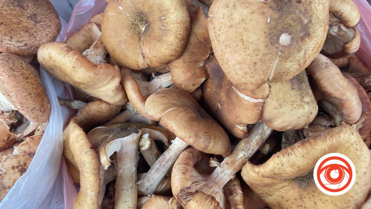 Страви з опеньками улюблені багатьма. Ці гриби можна знайти в лісі протягом всієї осені, а деякі можуть вижити навіть під снігом. Опеньки невибагливі гриби, але з них можна приготувати багато смачних страв.  Ми зібрали для вас рецепти з опеньками, які прикрасять будь-який стіл.