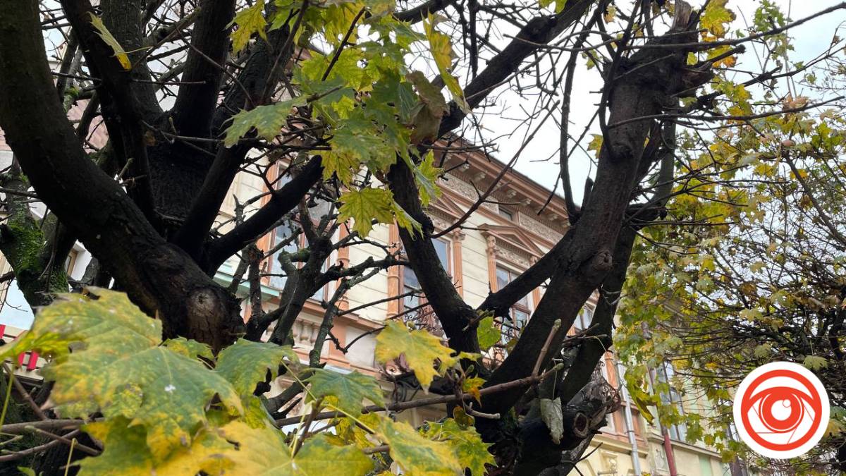 Куди піти в Івано-Франківську 12 листопада?