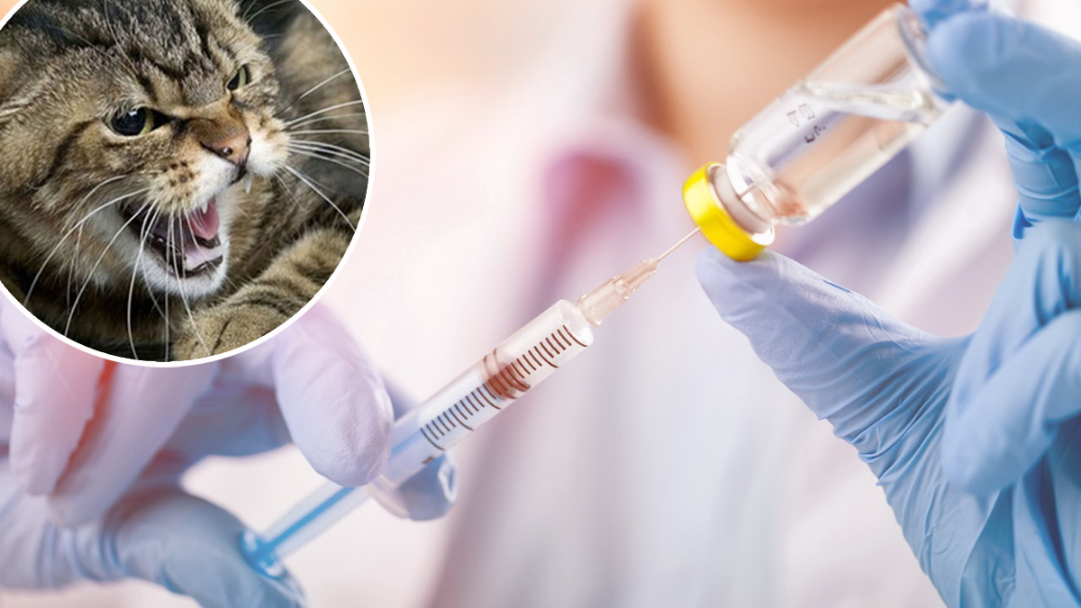 П'ятеро прикарпатців вакцинуються від сказу після контакту з хворою твариною