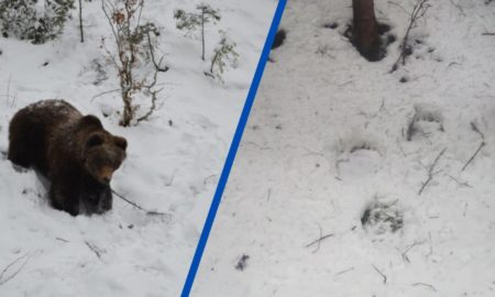 На Прикарпатті у заповіднику “Горгани” зафіксували сліди бурого ведмедя