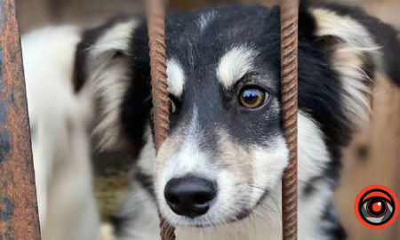 Стануть найкращим подарунком на Новий рік. У Франківську тваринки шукають дім