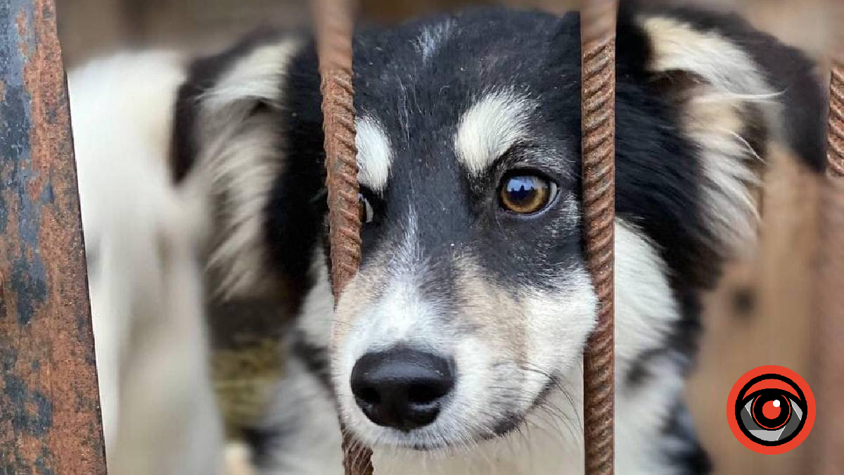 Стануть найкращим подарунком на Новий рік. У Франківську тваринки шукають дім