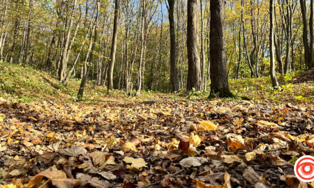 Івано-Франківська громада отримає на баланс 912 гектарів лісу