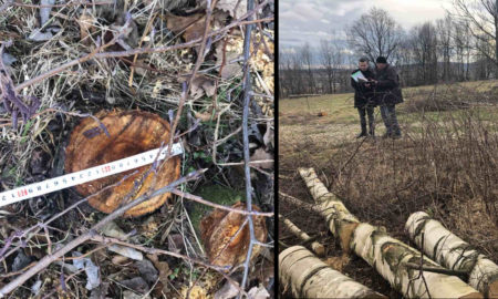 Завдали збитків на понад 34 тисячі гривень. На Прикарпатті виявили незаконну зрізку дерев
