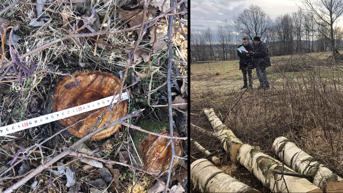 Завдали збитків на понад 34 тисячі гривень. На Прикарпатті виявили незаконну зрізку дерев