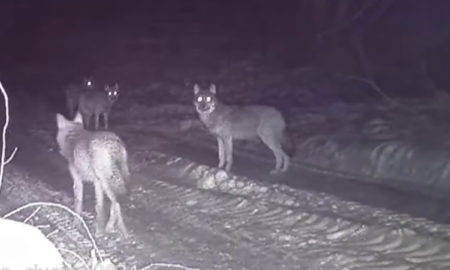 У Калуському районі у фотопастку потрапила зграя вовків