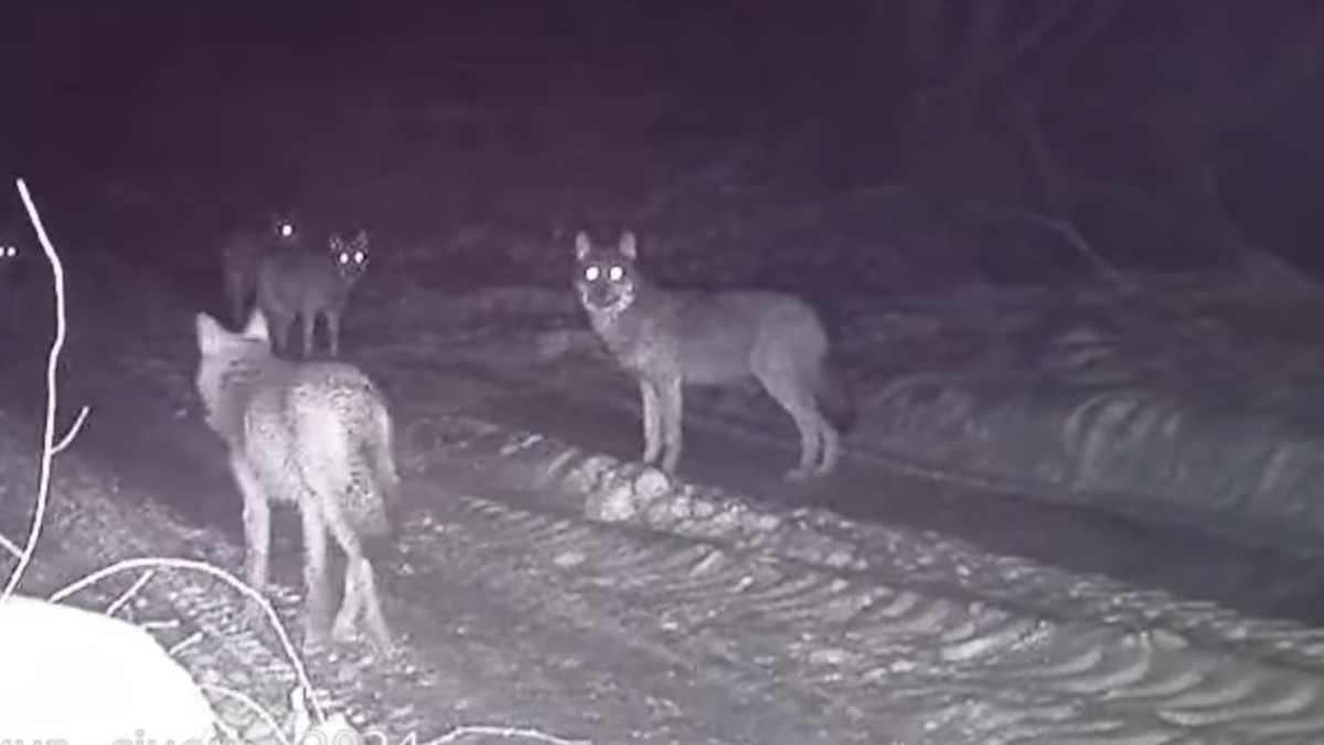 У Калуському районі у фотопастку потрапила зграя вовків