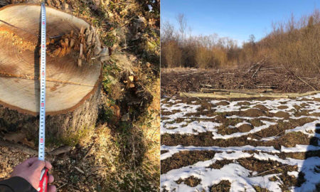 На Франківщині незаконно вирубали 71 дерево