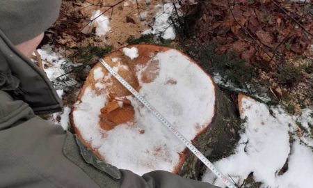 У Чорному лісі на Франківщині вирубали дерев на більше 4 млн грн