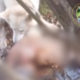 На Прикарпатті браконьєри вбили 5 козуль