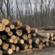 Нарубав дерев на чверть мільйона: прикарпатця судитимуть за вирубку дерев у Нацпарку