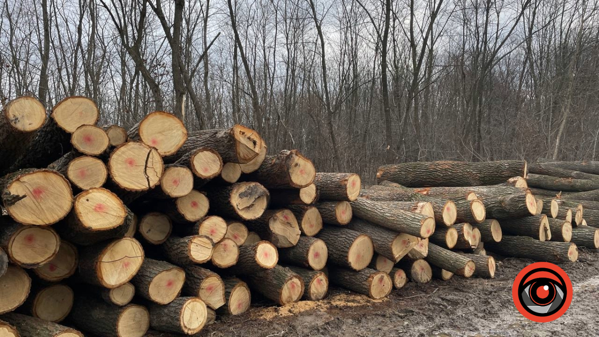 Нарубав дерев на чверть мільйона: прикарпатця судитимуть за вирубку дерев у Нацпарку