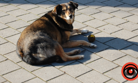 На Прикарпатті повідомляють про отруєння безпритульних собак - поліція розпочала перевірку