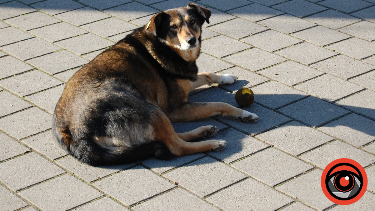 На Прикарпатті повідомляють про отруєння безпритульних собак - поліція розпочала перевірку