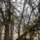 Без опадів, але хмарно. Прогноз погоди в Івано-Франківську 25 березня