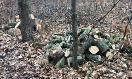 На Городенківщині вирубали дуби і клени на понад 200 тисяч