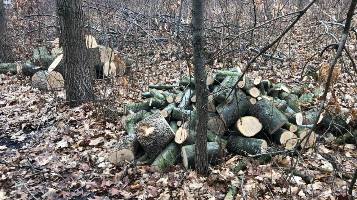 На Городенківщині вирубали дуби і клени на понад 200 тисяч