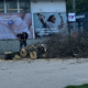 Конфлікт через зрізані дерева у Бурштині: що відомо