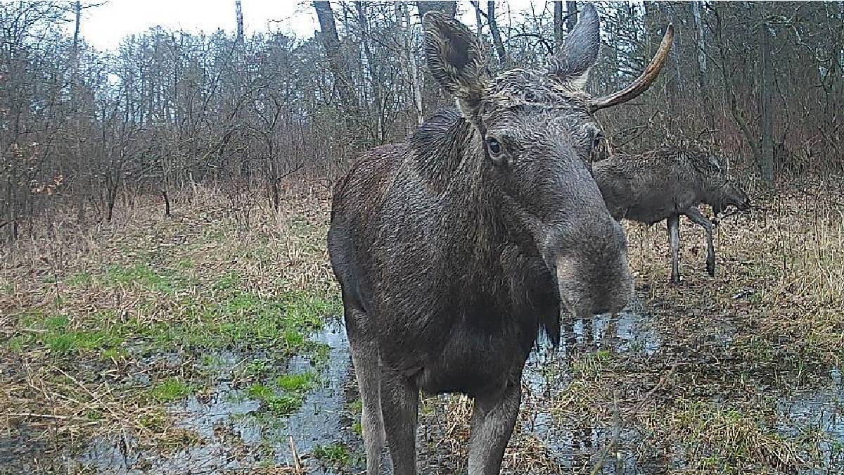 Рідкісний в регіоні. На Прикарпатті у фотопаску потрапив червонокнижний лось