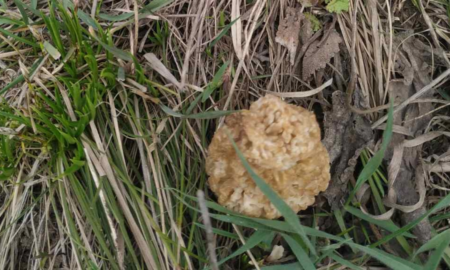 На Прикарпатті знайшли рідкісний вид їстівного гриба