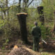 У Бурштинській громаді знищили 16 дерев