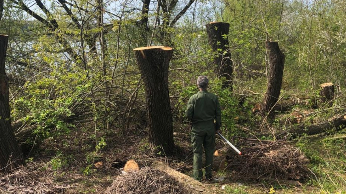 У Бурштинській громаді знищили 16 дерев