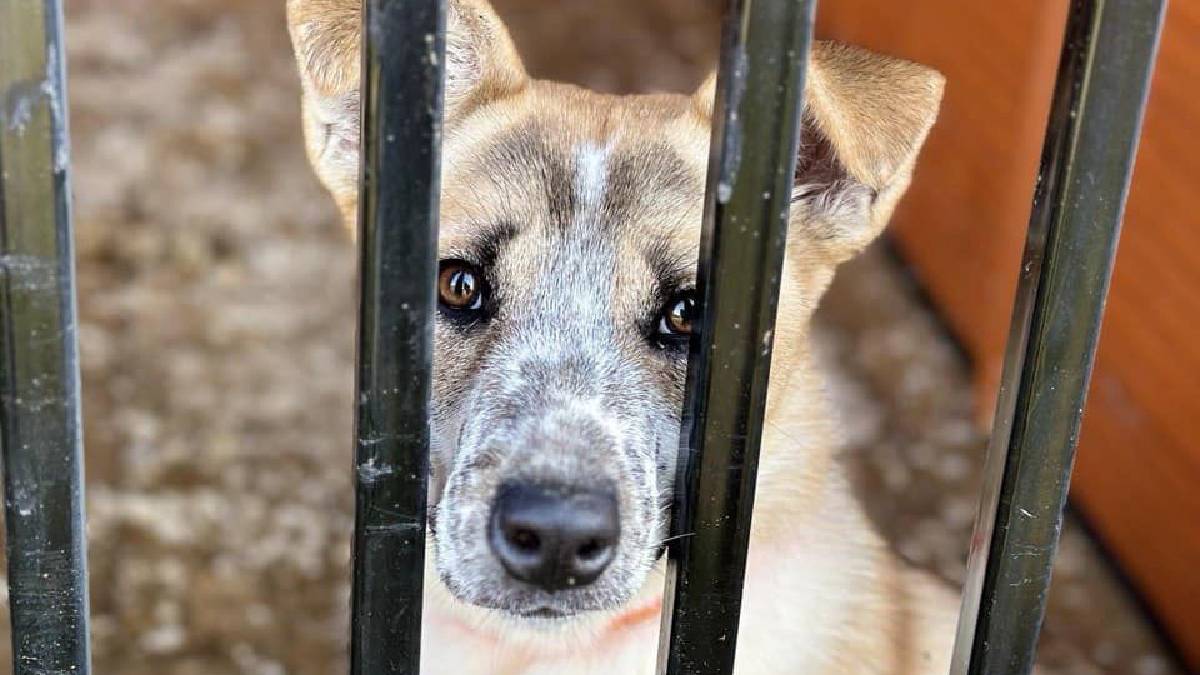 В Івано-Франківську покинуті тваринки шукають дім