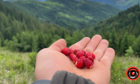 На Гуцульщині збирають перші суниці: фоторепортаж