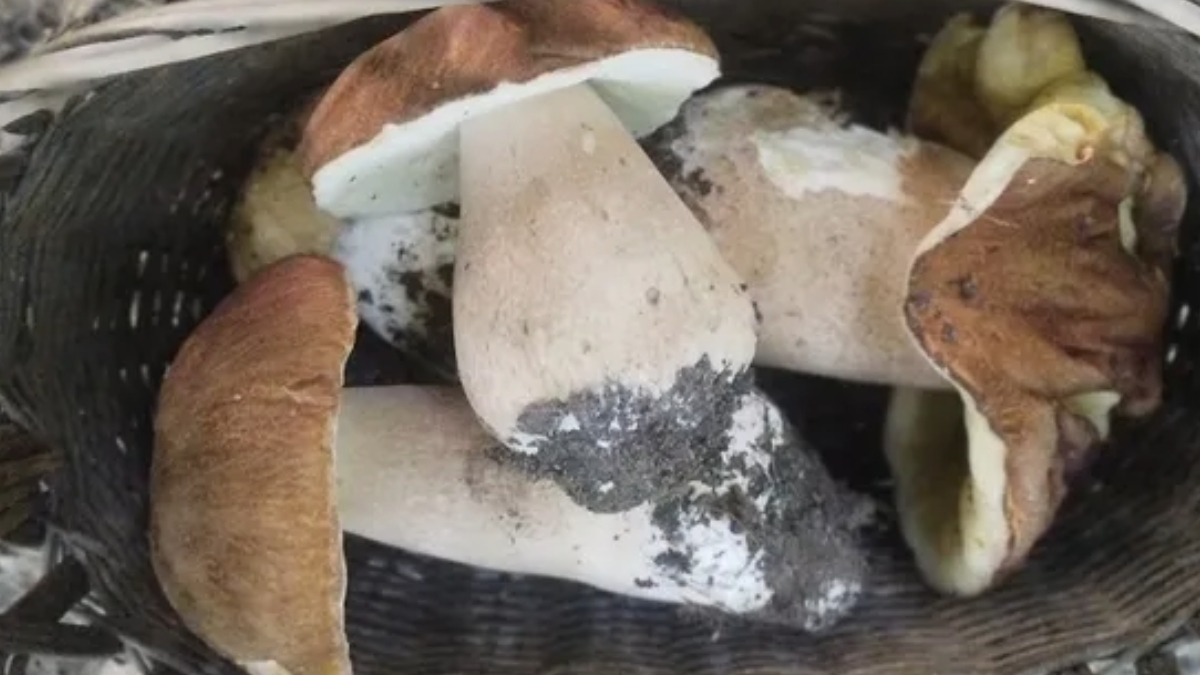 На Волині вже збирають перші гриби: фото та відео