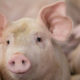 У Чернівецькій області у річці виявили 12 туш мертвих свиней