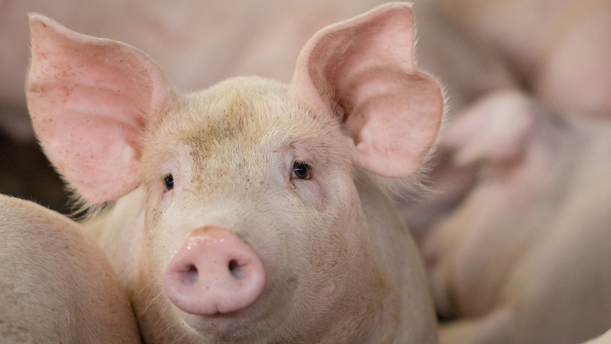 У Чернівецькій області у річці виявили 12 туш мертвих свиней
