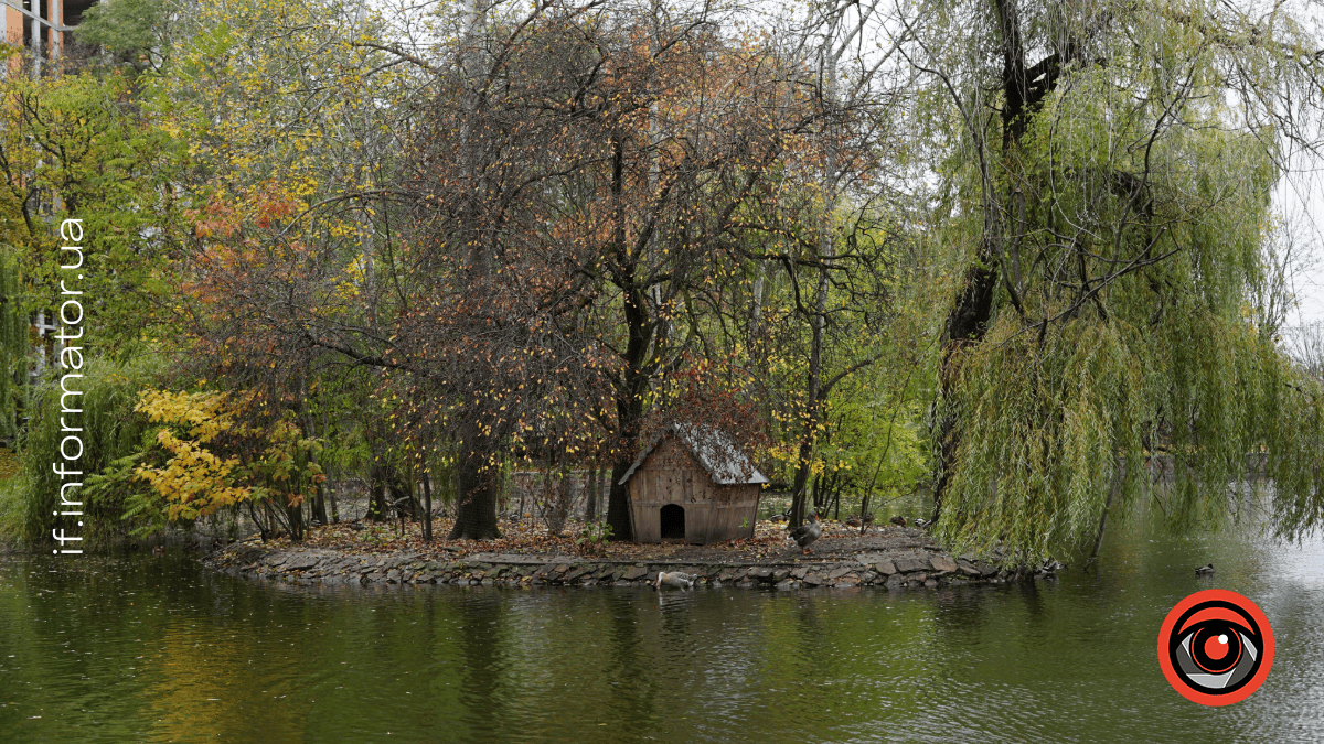 Лебідь, франківське озеро (1)