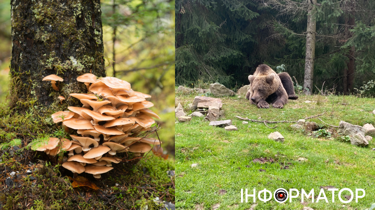 Ведмідь у лісі