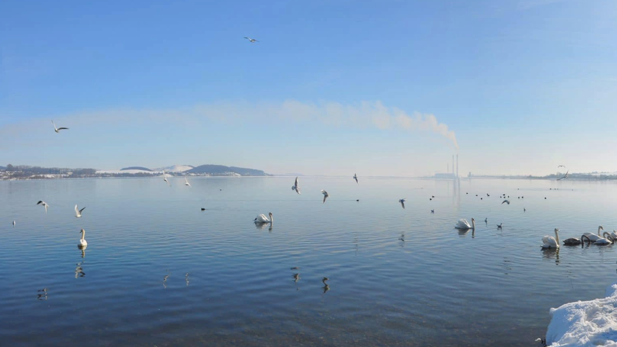 водосховище, птахи, Бурштинське водосховище