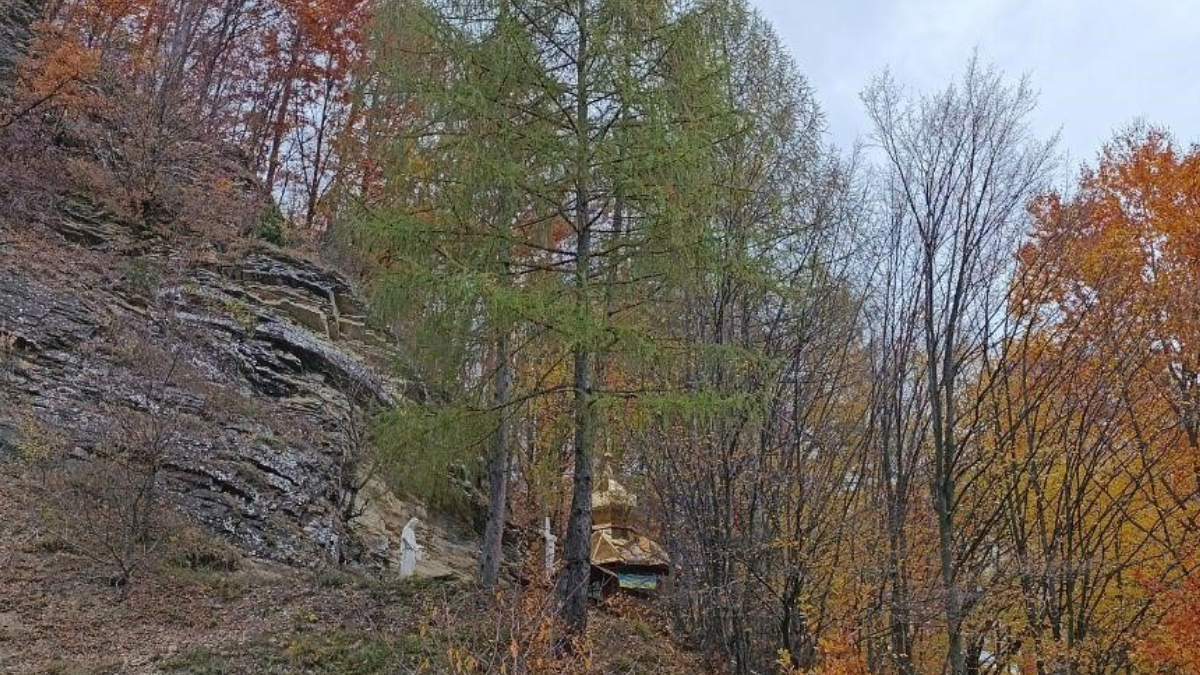 Модрина- вісник першого снігу 