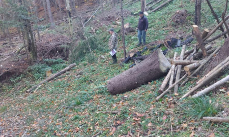 Інспектори екологічної служби обстежують лісництво