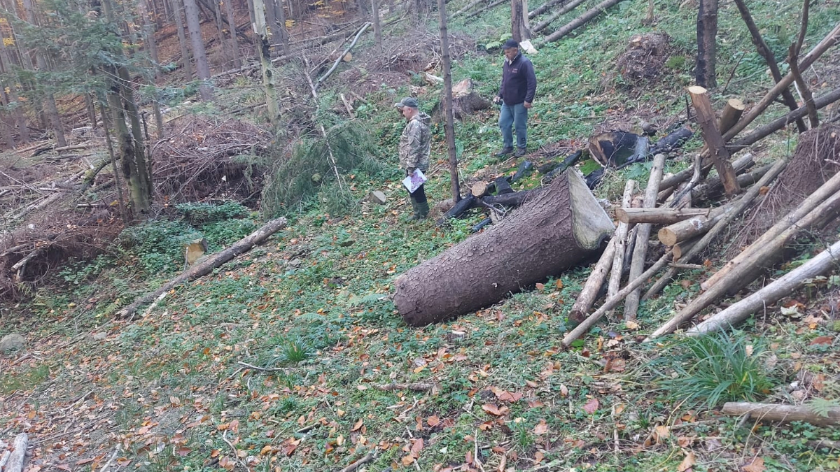 Інспектори екологічної служби обстежують лісництво