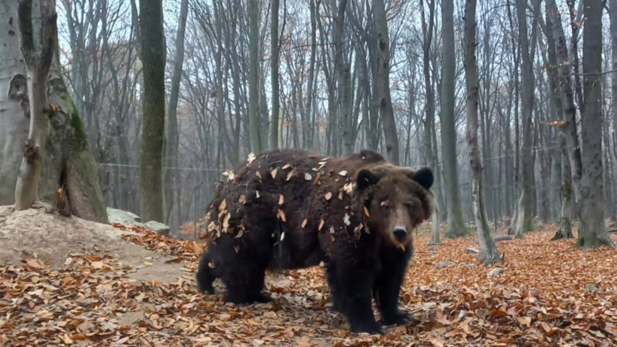 Зимова сплячка ведмедів