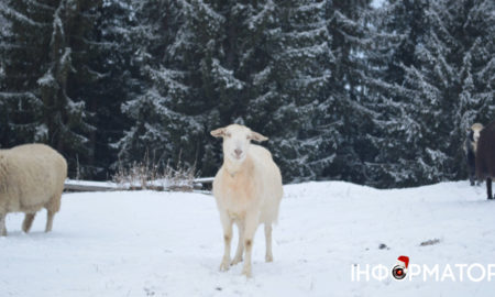 Фоторепортаж одного дня