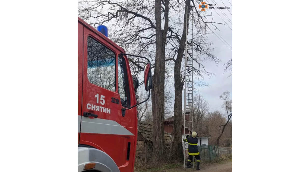 Кіт застряг на дереві та й так, що на порятнок довелось кликати ДСНС