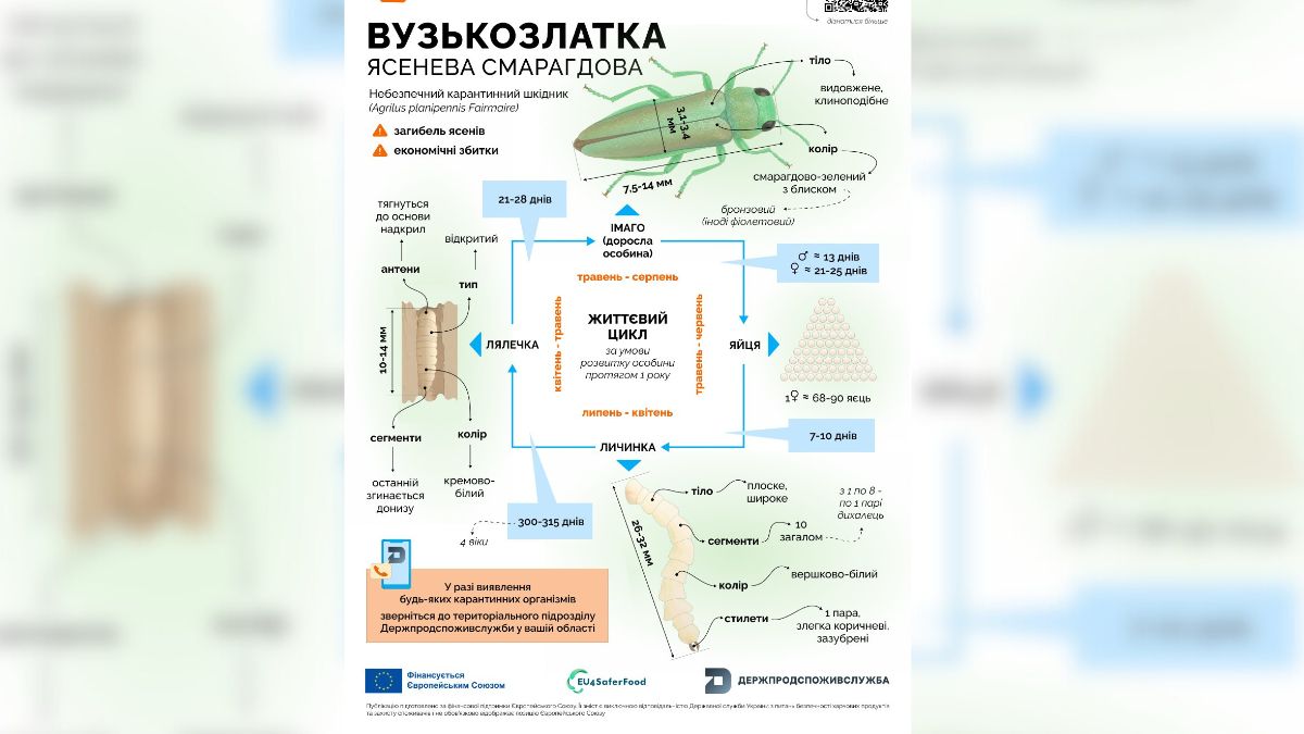 Небезпечна комаха на Прикарпатті